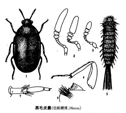 家里为什么有皮板虫