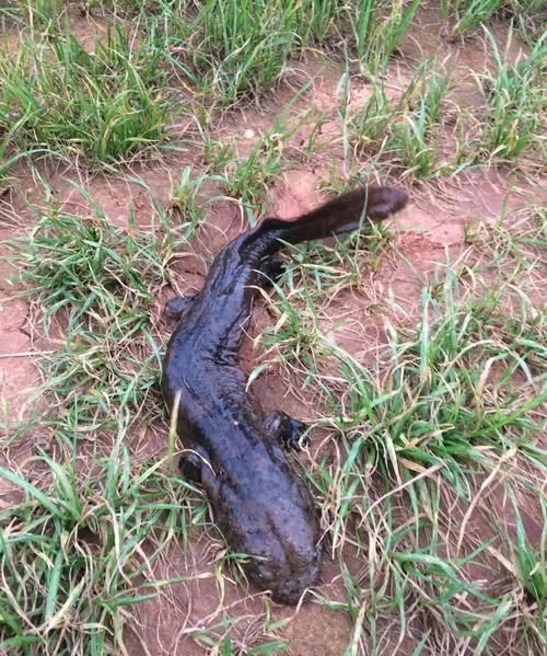 娃娃鱼在水里会淹死吗