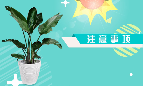 牡丹植物记录卡怎么写,关于我的植物朋友的记录卡怎么做图6