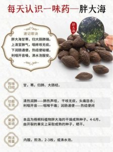 ​胖大海的作用与功效(胖大海的作用是什么)