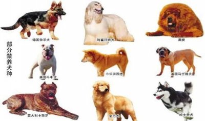 ​大型犬排名前十名