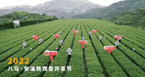 乌龙茶属于什么茶(十大著名乌龙茶)