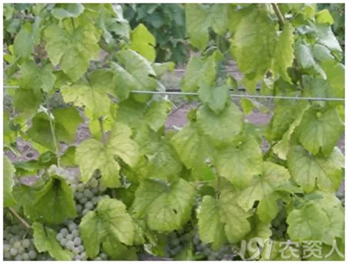 植物缺少氮磷钾会出现什么症状(植物缺氮磷钾的症状口诀)