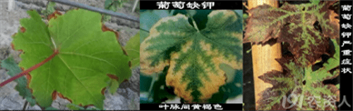 植物缺少氮磷钾会出现什么症状(植物缺氮磷钾的症状口诀)