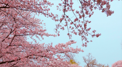 ​樱花树为什么是凶树(樱花树结的果子叫什么)