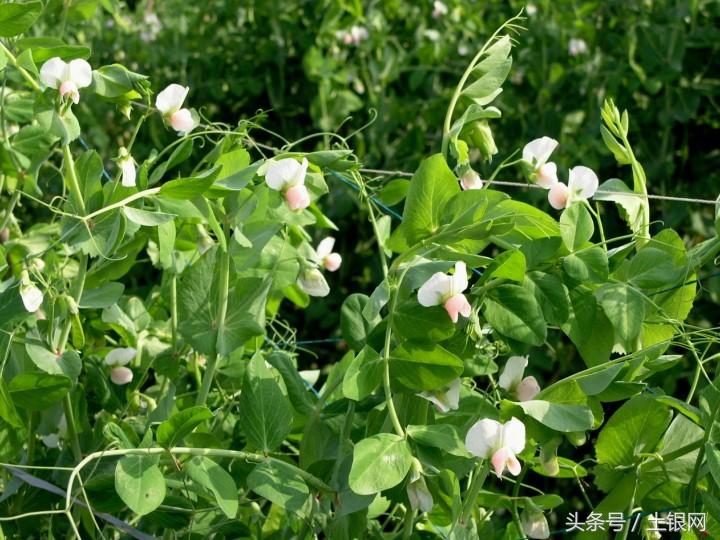 荷兰豆什么时候种最好(荷兰豆种植时间和方法)