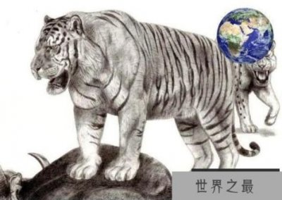 ​世界上最大的猫科动物：东北亚巨虎，体长4米，重约800公斤