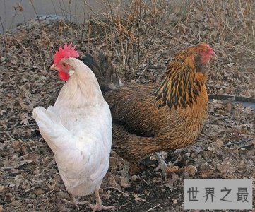 ​世界十大最佳鸡品种排行榜，肉质鲜美品种优良。