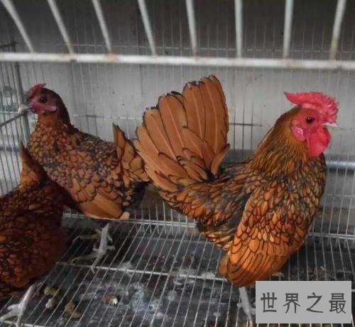 世界十大最佳鸡品种排行榜，肉质鲜美品种优良。