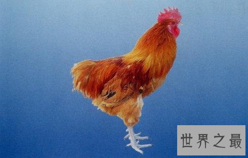 世界十大最佳鸡品种排行榜，肉质鲜美品种优良。