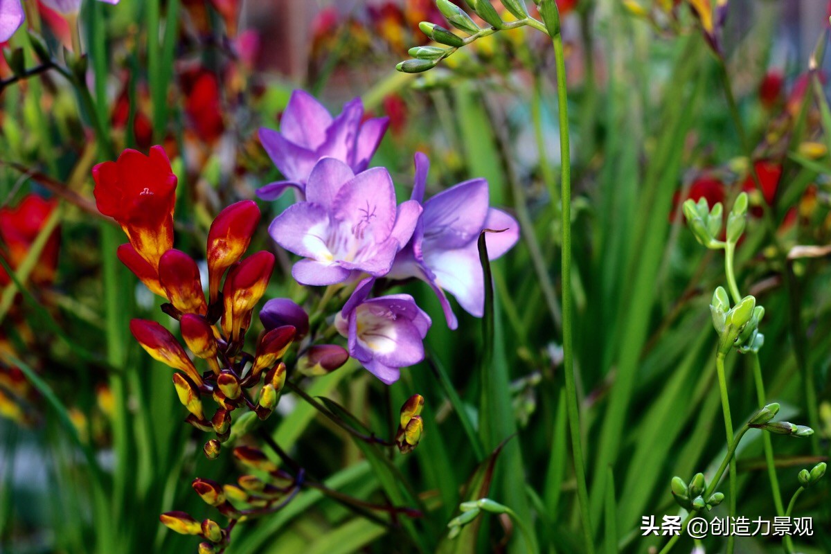 0种代表冬天的花，让你的院子在寂寥的冬天也能满园春色"