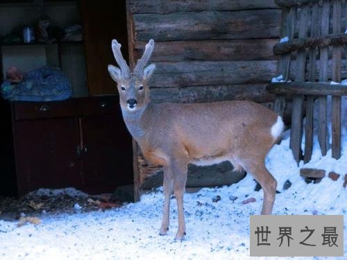 盘点世界十大萌物，世界最小跳鼠仅有5克寿命2年