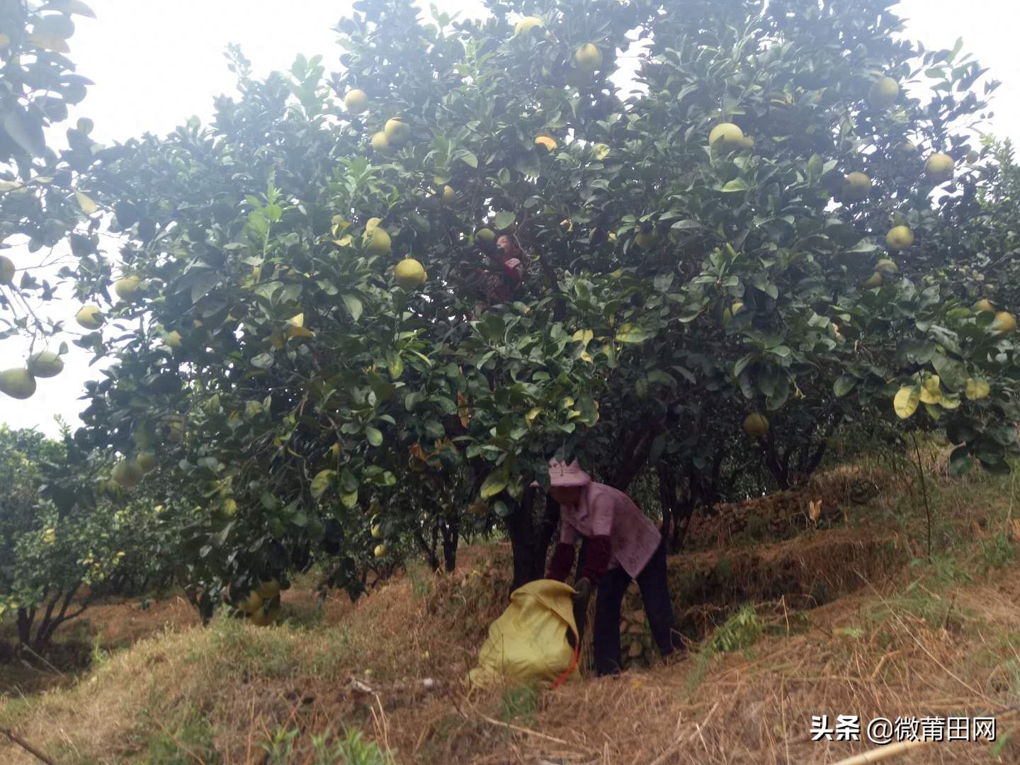 莆田四大名果文旦柚成熟了，满山的柚子，爬树采摘一天挣几百