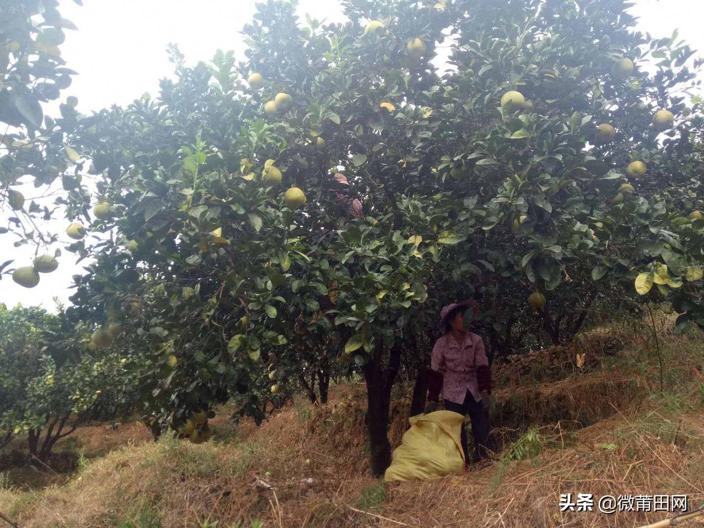 莆田四大名果文旦柚成熟了，满山的柚子，爬树采摘一天挣几百