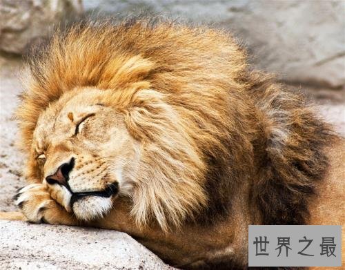 最大的猫科动物，它基本没人敢养。