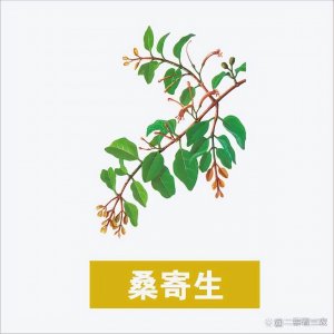 ​桑寄生的正确食用方法（桑树上的桑寄生你知道是什么吗？药用价值非常高，一起