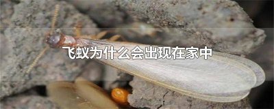 ​飞蚁怎么出现在家里呢 飞蚁怎么出现在家里呢,用什么药