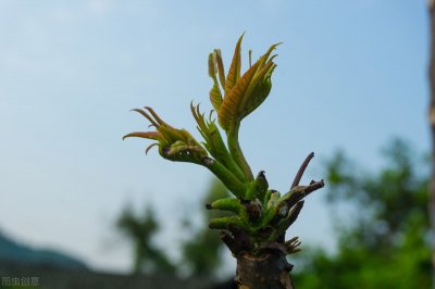 ​香椿芽的储存方法（保存香椿芽，直接放冰箱是外行，教你3个小诀窍，香椿芽新