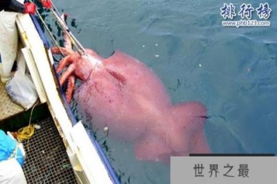 ​大王酸浆鱿是什么生物?世界上最大的乌贼(体重可达300公斤)