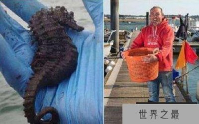 ​世界上最大的海马，巨型海马长34厘米