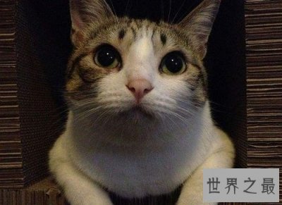 ​瓜皮猫是什么品种？揭秘网红猫的真相！