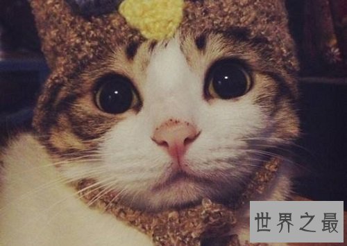 瓜皮猫是什么品种？揭秘网红猫的真相！