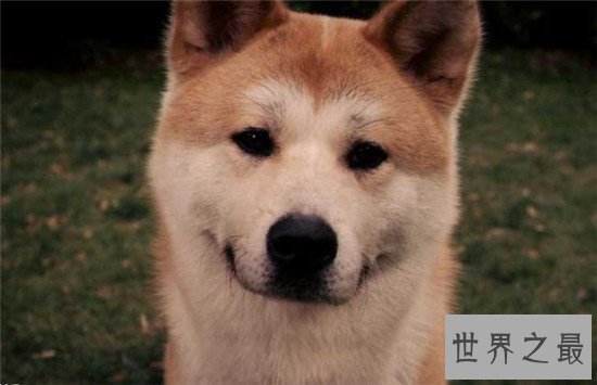 世界十大名犬排名，微笑天使萨摩耶了解一下？