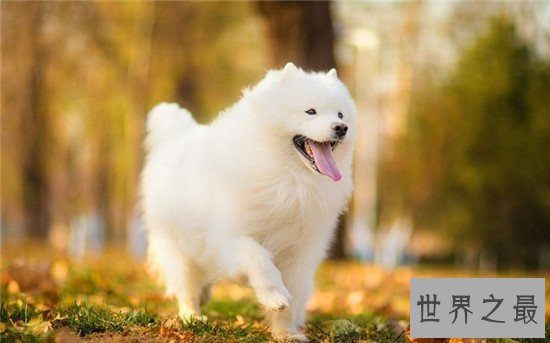 世界十大名犬排名，微笑天使萨摩耶了解一下？