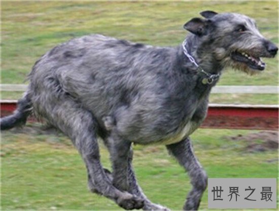 世界十大名犬排名，微笑天使萨摩耶了解一下？