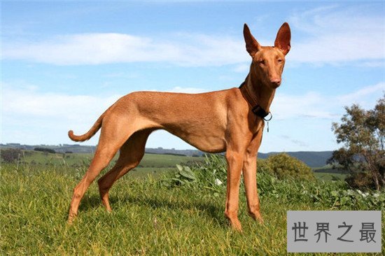 世界十大名犬排名，微笑天使萨摩耶了解一下？