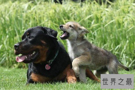 世界十大名犬排名，微笑天使萨摩耶了解一下？