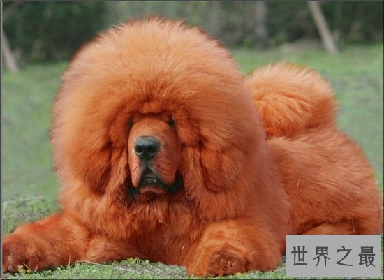 世界十大名犬排名，微笑天使萨摩耶了解一下？