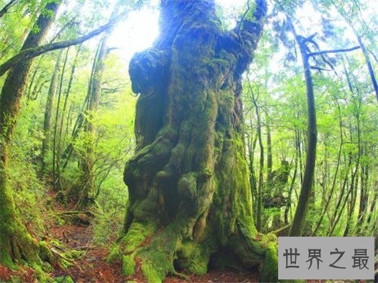 最古老的树“老吉诃德”9500岁 ，世界上最古老的10棵树