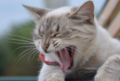 ​猫咪呕吐需要禁食禁水多久 猫咪呕吐后几小时不能吃东西，须重视！