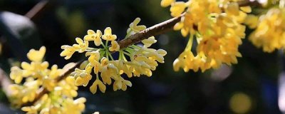 ​如何嫁接桂花树（桂花树怎么嫁接(图解)，用什么砧木好）