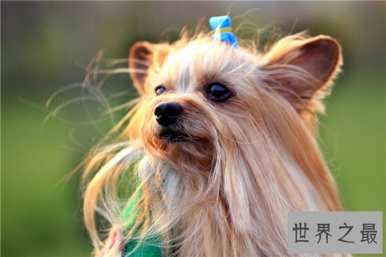 世界十大名犬排行榜，憨厚可爱的拉布拉多仅排第十位！