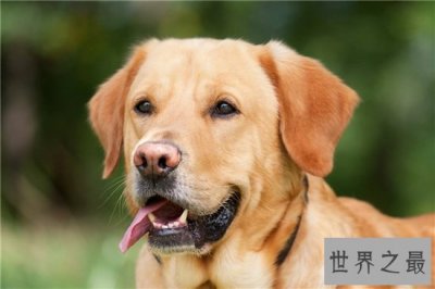 ​世界十大名犬排行榜，憨厚可爱的拉布拉多仅排第十位！