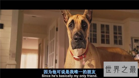 大丹麦犬可训练为警犬，非常温顺对主人忠心