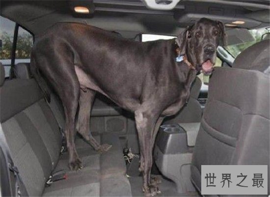 大丹麦犬可训练为警犬，非常温顺对主人忠心