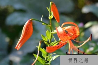 ​世界四大香花：百合花、夜来香双双入围