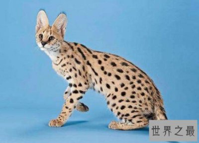 ​世界最贵的猫，价格都是100万往上