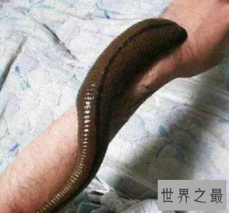 巨型蚯蚓生活在森林里 体型非常的长