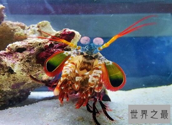 外表十分漂亮的的雀尾螳螂虾却十分凶猛 轻轻松松就能搞掉一只螃蟹