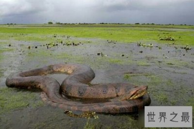 ​最大的蟒蛇，网纹蟒身长十五米，足足有四层楼那么高