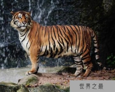 ​世界上最凶猛老虎排名，东北虎实力最强(是体重