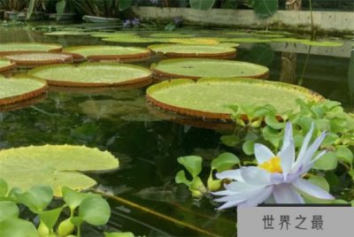 ​最大的淡水生物是什么