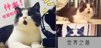 ​盘点这些年走红网络的喵星人，惊讶猫被活活玩死