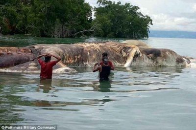 ​海怪现身？印尼马鲁古省岛屿岸边发现奇怪白色海洋生物尸体 疑为腐烂鲸尸