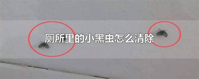 ​卫生间里的小黑虫怎么清除 怎么去除卫生间里的小黑虫