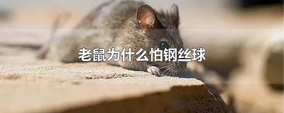 ​老鼠会不会走钢丝 老鼠怕卫生球吗